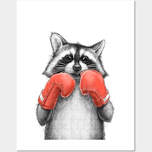 Raccoon boxer Posters and Art